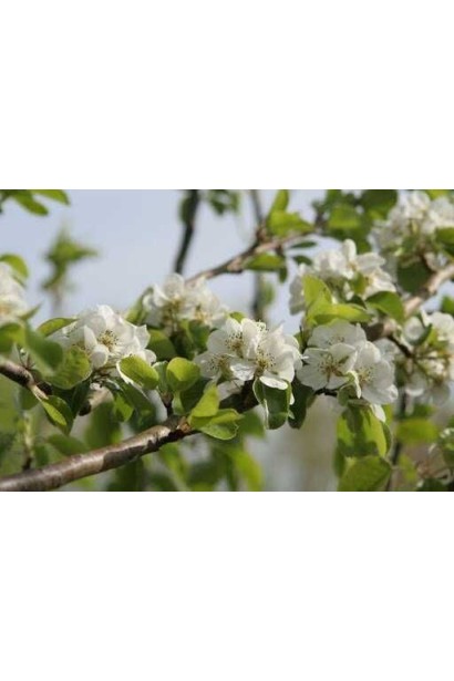 Цвітіння Груши Олександрівка